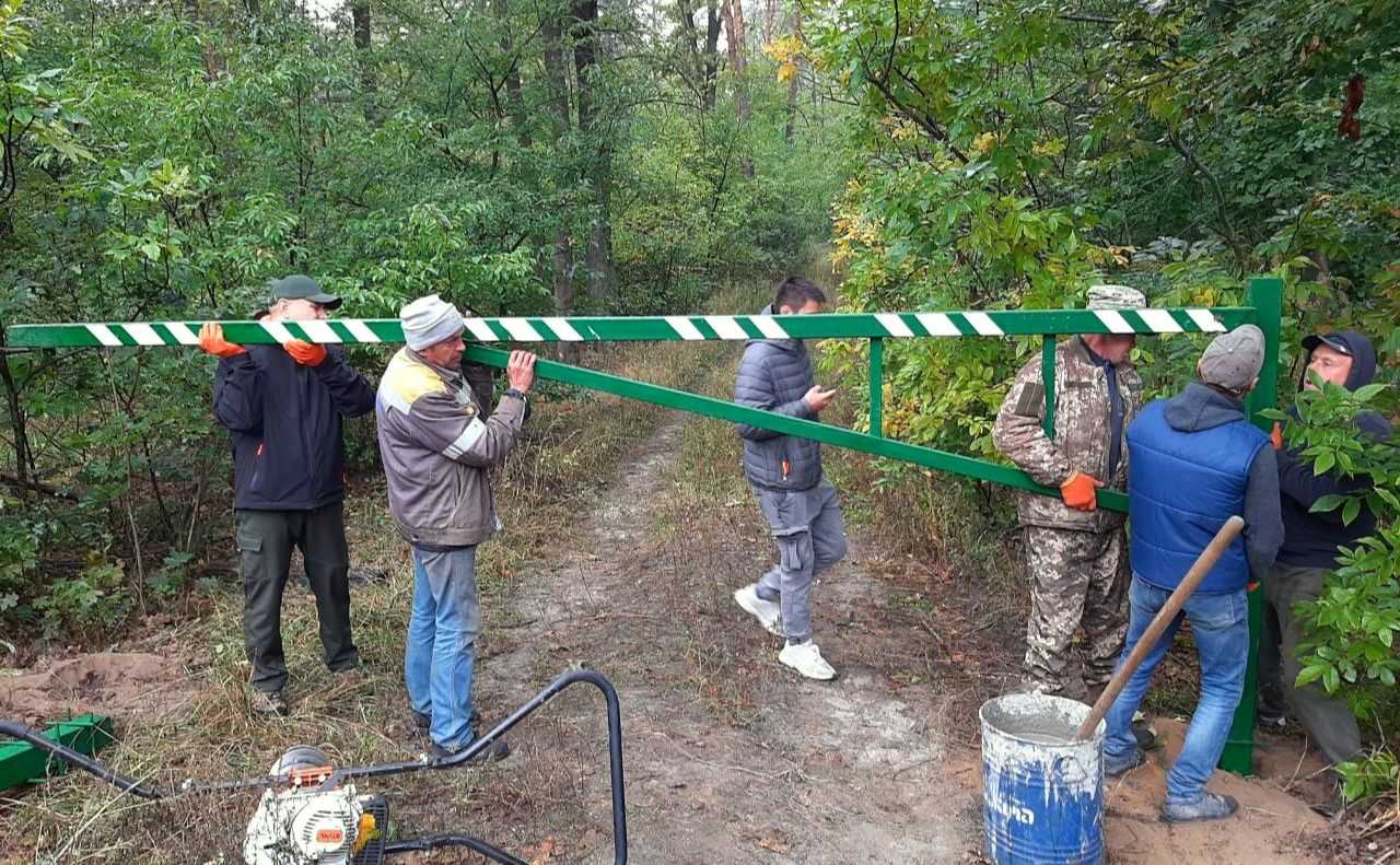 Збереження екосистеми: Київські лісівники про важливість залишення мертвих дерев у приміських лісах
