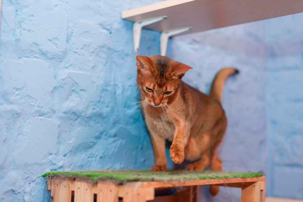 Готель для котів