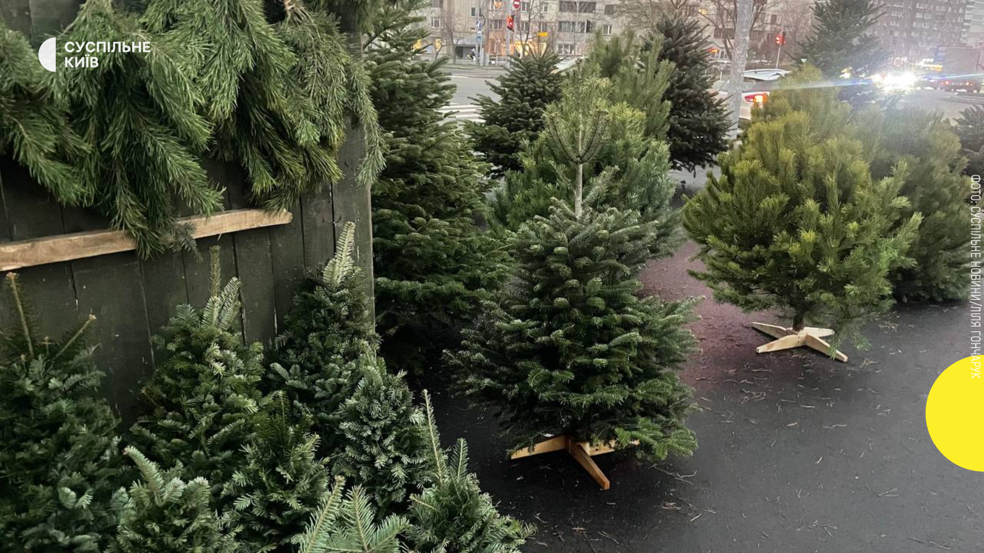 Ялинковий бум у Києві: офіційні ярмарки відкриваються по всьому місту