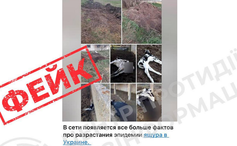 Фейк-спалах ящура на Житомирщині: як мережеві чутки відволікають від реальних загроз